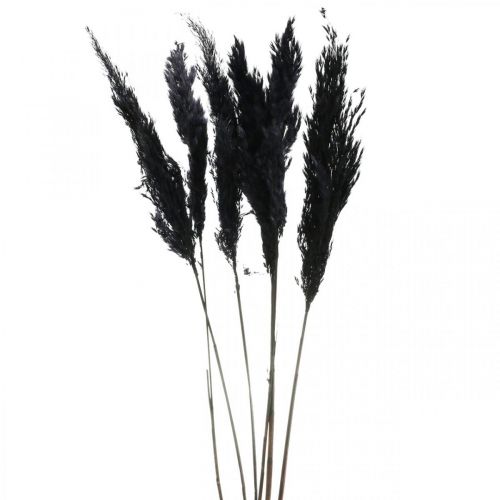 Herbe de la pampa noire 65-75cm herbe sèche décoration naturelle 6 pièces