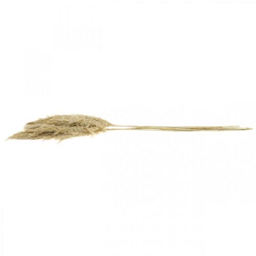 Article Décoration sèche herbe de pampa séchée blanchie 70-75cm 6 pcs