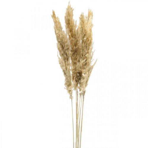Article Décoration sèche herbe de pampa séchée blanchie 70-75cm 6 pcs