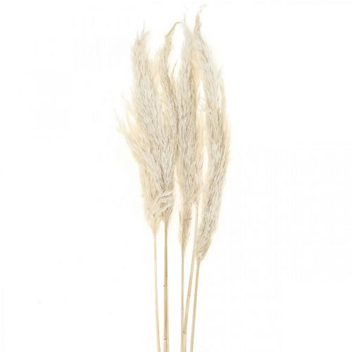 Article Herbe de pampa séchée, décoration sèche et blanchie, 65-75cm, 6 pièces en paquet