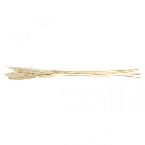 Article Herbe de pampa séchée, décoration sèche et blanchie, 65-75cm, 6 pièces en paquet
