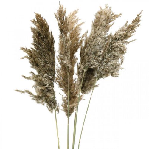 Herbe de Pampa Séchée Naturelle Pour Bouquet Sec 70-75cm 6 pcs