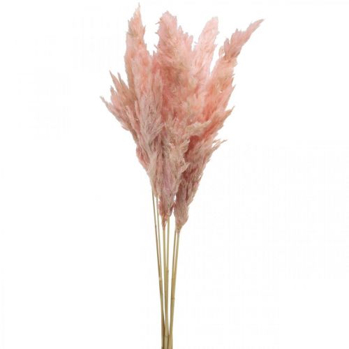 Herbe de pampa séchée fleuristerie sèche rose 65-75cm 6pcs en bouquet