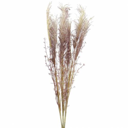 Floristik24 Crème d'herbe des pampas, violette Fleurs séchées artificielles 3pcs