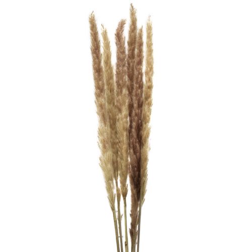 Floristik24 Herbe de pampa déco séchée naturelle déco sèche 70cm 6pcs