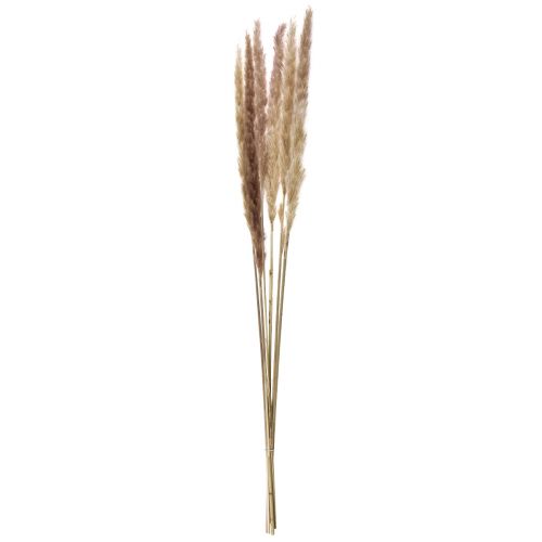 Article Herbe de pampa décorative séchée naturelle 70 cm 6 pièces