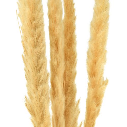 Article Herbe de pampa séchée crème d'herbe sèche décoration sèche 70cm 6 pcs