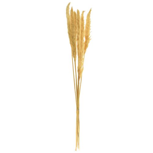 Article Herbe de pampa séchée crème d'herbe sèche décoration sèche 70cm 6 pcs