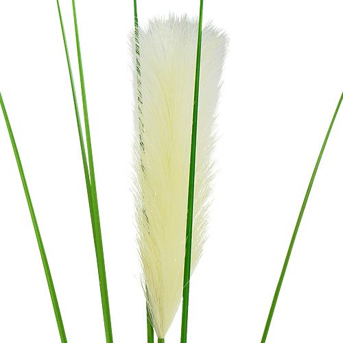 Floristik24 Herbe de la pampa avec plumet crème vert H. 100 cm