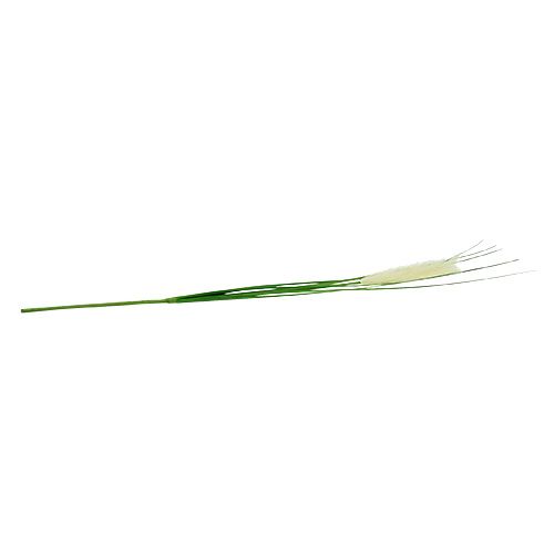 Floristik24 Herbe de la pampa avec plumet crème vert H. 100 cm