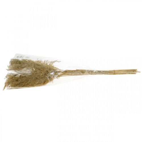 Floristik24 Herbe de la pampa séchée naturelle, décoration sèche, 65 cm, 20 pièces en paquet