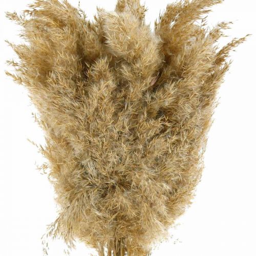 Floristik24 Herbe de la pampa séchée naturelle, décoration sèche, 65 cm, 20 pièces en paquet