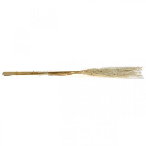 Floristik24 Herbe de Pampa séchée blanchie 75 cm pour bouquet sec paquet de 10