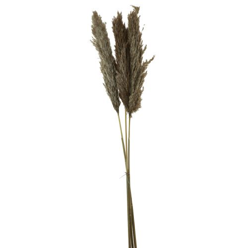 Floristik24 Herbe de pampa séchée herbe sèche décorative naturelle 95cm 3 pcs