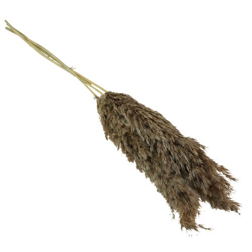 Article Herbe de pampa séchée herbe sèche décorative naturelle 95cm 3 pcs