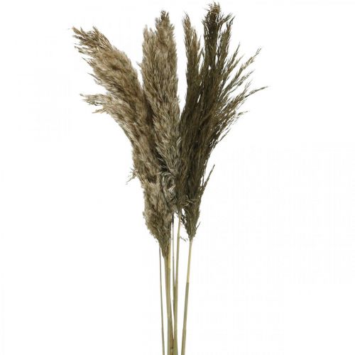 Herbe de pampa séchée naturelle bouquet d&#39;herbe sèche 70-75cm 6pcs