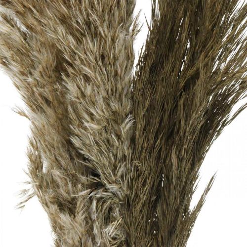 Floristik24 Herbe de pampa séchée naturelle bouquet d&#39;herbe sèche 70-75cm 6pcs