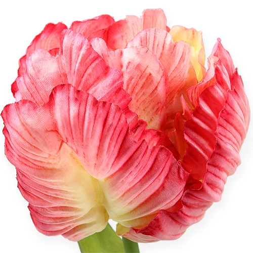 Floristik24 Tulipa perroquet fuchsia 72 cm 3 p.