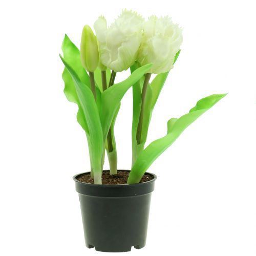 Floristik24 Tulipe perroquet en pot Blanc Real-Touch 23cm
