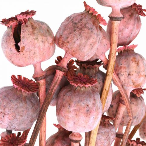 Floristik24 Dry Deco Coquelicot Capsules Fleurs Séchées Colorées Coquelicot Rose 75g