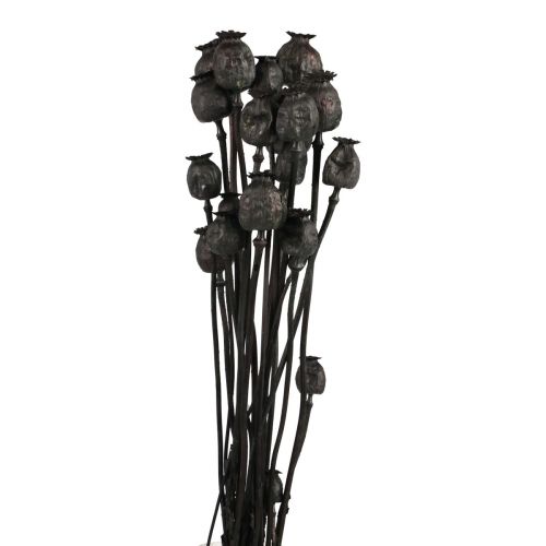 Fleurs séchées coquelicot capsules séchées Black Papaver 80g