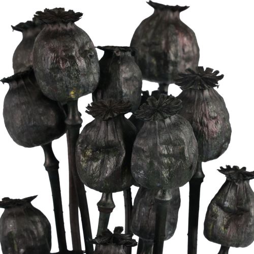 Floristik24 Fleurs séchées coquelicot capsules séchées Black Papaver 80g