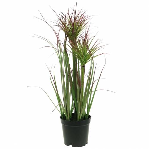 Floristik24 Herbe de papyrus artificielle en pot Vert, rouge violet 45cm