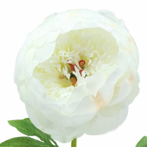 Floristik24 Pivoine blanche 59 cm