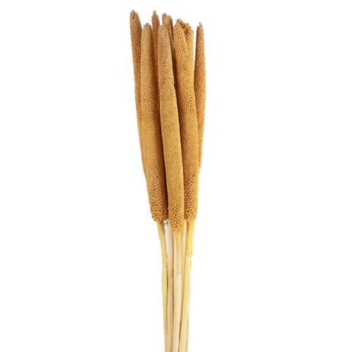 Floristik24 Millet perle Epis déco séchés Petit mil Jaune 70cm 10pcs