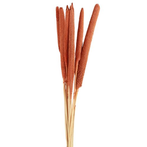 Article Epis de millet perle déco Mil à chandelle Orange 70cm 10pcs