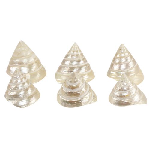 Floristik24 Escargot gyroscopique en nacre, décoration d&#39;escargot de mer 5-6 cm, 6 pièces