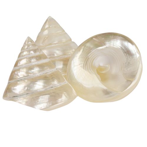 Article Escargot gyroscopique en nacre, décoration d'escargot de mer 5-6 cm, 6 pièces