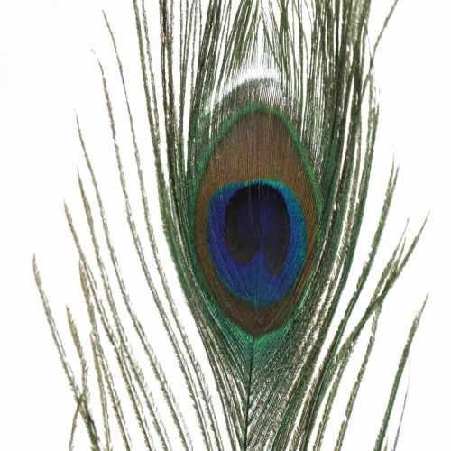 Article Plumes de paon déco vraies plumes pour artisanat naturel 24-32cm 24pcs