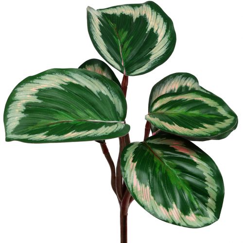 Floristik24.fr Plante tropicale en vert et rose vif 20cm - acheter pas cher  en ligne