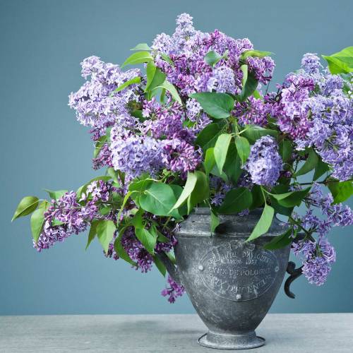 Floristik24 Pot de fleurs Vintage Ø20cm H35cm