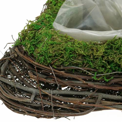 Floristik24 Plante coeur vigne, mousse 26×36cm H9cm
