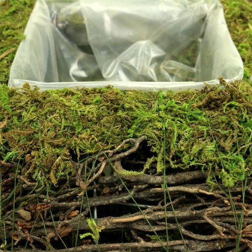 Article Coussin à plantes en mousse et en sarments 30 x 30 cm