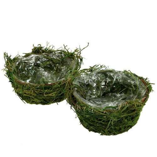 Floristik24 Cache-pot avec mousse Ø16cm H9cm - 10cm vert 3pcs