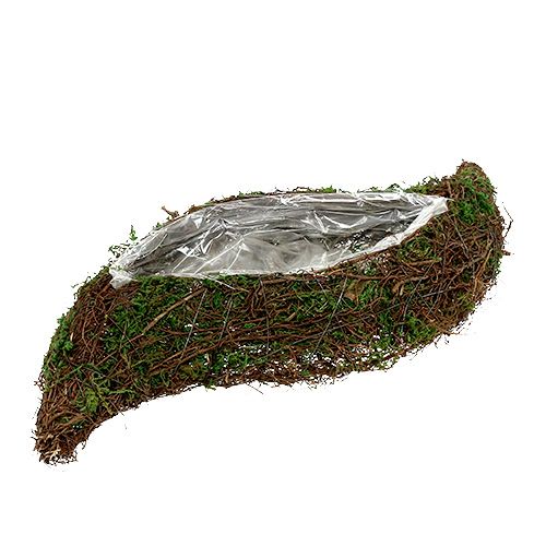 Floristik24 Plante vigne vague, mousse 45cm x 18cm H7cm