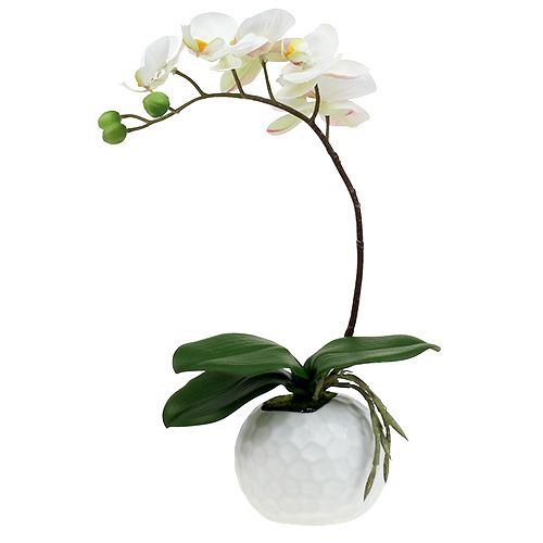 Floristik24.fr Orchidée Phalaenopsis crème en pot de céramique 33cm -  acheter pas cher en ligne