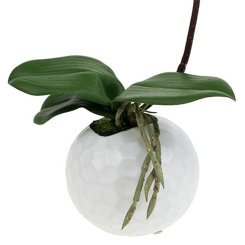 Article Crème Phalaenopsis dans un pot en céramique 33cm