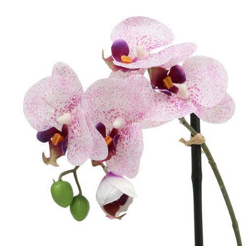 Floristik24.fr Phalaenopsis en mauve et blanc H38cm en coupe - acheter pas  cher en ligne