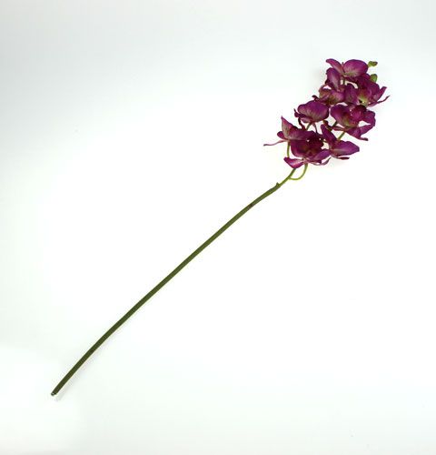 Article Orchidée Phalaenopsis Violet-Crème 62cm