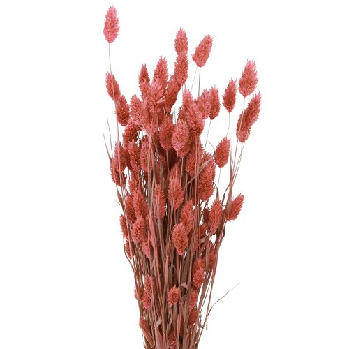 Floristik24 Phalaris brillance herbe fleurs séchées rose 64cm 70g × 2pcs