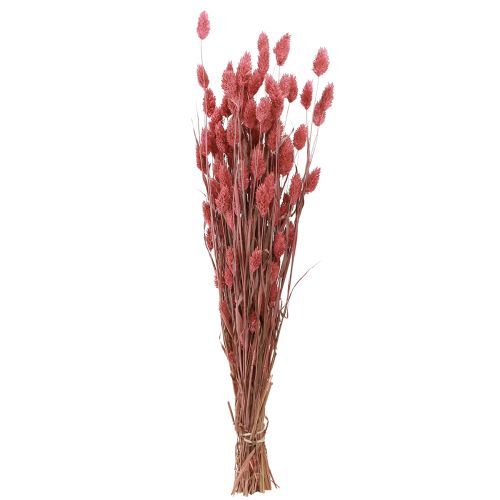 Floristik24 Phalaris brillance herbe fleurs séchées rose 64cm 70g × 2pcs