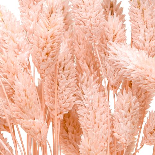 Article Phalaris rose brillant herbe séchée décoration sèche 65cm 60g
