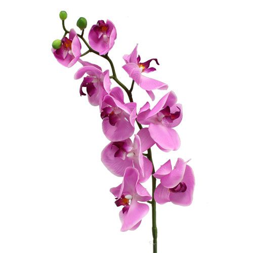 Floristik24 Orchidée Phalaenopsis Rose 77cm