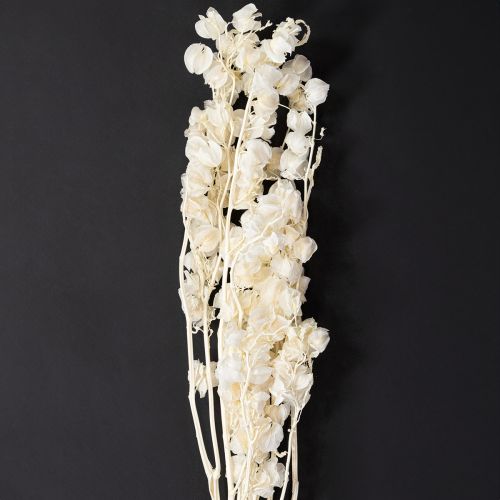 Physalis séché blanchi décoration de fleur de lanterne Nicandra 75-80cm 100g