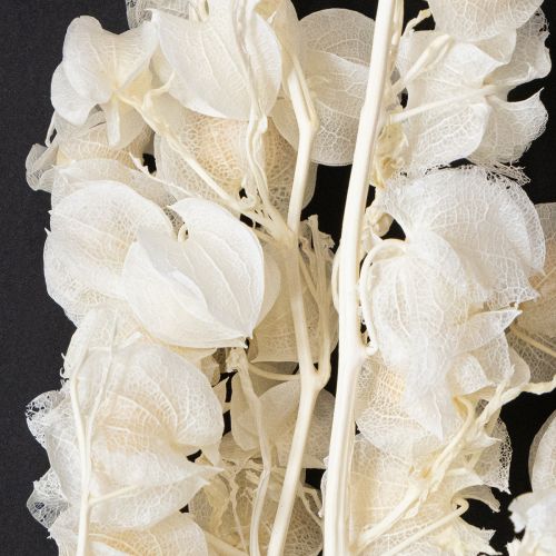 Floristik24 Physalis séché blanchi décoration de fleur de lanterne Nicandra 75-80cm 100g