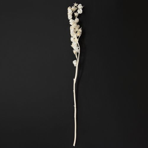 Article Physalis séché blanchi décoration de fleur de lanterne Nicandra 75-80cm 100g